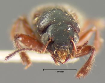 Media type: image;   Entomology 6532 Aspect: head frontal view